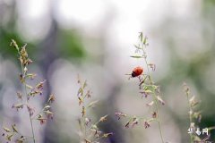 Which Floor is Best for Rabbit Sign to Buy: A Guide to Feng Shui and Floor Selection