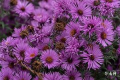 Is it good for people born in the Year of the Horse to have their bed head facing west? The relationship between zodiac signs and bed head orientation