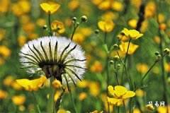 Does the Size of a Feng Shui Gourd Affect Its Mystical Power?