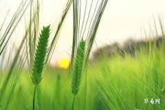 Is it good to hang a Feng Shui gourd in the southeast of the living room? Analysis of feng shui layout and its effects