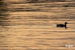 Detailed Fortune and Annual Outlook for People Born in the Year of the Monkey in 2026, Monthly Forecasts for 1968 Monkeys