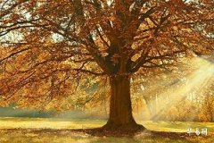 How Many Willow Branches Are Needed for Warding Off Evil? Analysis of Traditional and Modern Home Applications