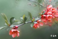 Which Direction is Best for Snake People's Housing: A Feng Shui Layout Guide