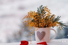 The Destiny of Men with Long Torso and Short Legs: Analysis of Fortune and Personality