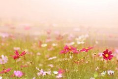 Where to Place Pixiu Figurines at Home: A Guide to Home Feng Shui Layout