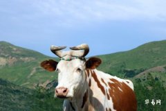 What Kind of Car is Suitable for a Metal Ox Born in the Sea: Career Choices for Those Born in 1985 under the Chinese Zodiac