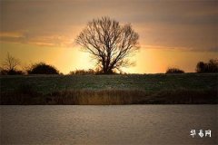 Which Direction to Place Apotropaic Peach Branches at Home - Usage Methods of Apotropaic Peach Branches