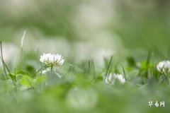 How to mitigate a north-facing main door? Green plants and feng shui ornaments are good options