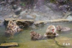 How is the exam luck for people born in the Year of the Monkey recently? Is their study运势 good this year?