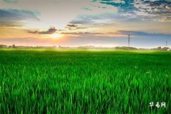 The Benefits of Wearing Pixiu and Feng Shui Placement Techniques