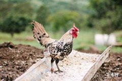 Can a person born in the Year of the Rooster marry someone born in the Year of the Rabbit who is 6 years younger? The impact of a 6-year age gap on a male Rabbit and female Rooster 