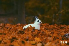 What Zodiac Sign Was Born in 1963 and What Is Their Destiny