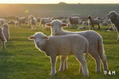 Will women born in 1979 under the sign of the Goat have good financial fortune in the second half of life? Can they become wealthy in the Year of the Rabbit?