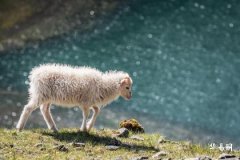 Lucky Numbers and Marriage Compatibility Guide for People Born in 1955, Year of the Sheep with Sand-in-the-Gold Destiny