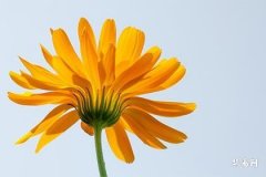 What is the fate of the Monkey born in 2004, what element do they belong to, and which zodiac signs do Monkeys bring prosperity to?