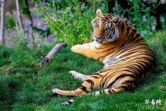 Can a person born in the Year of the Snake work for someone born in the Year of the Tiger? Is it good to hire a Tiger employee as a Snake?