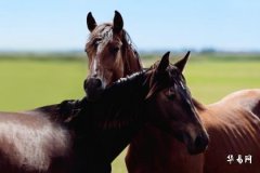 Color Guide for 1954 Horse Metal-in-Sand Destiny