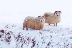 How will the marriage of those born in the Year of the Sheep be in the next three years? What is their fortune in the next three years?