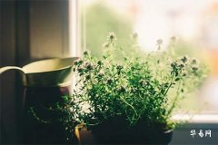 Why It Is Said That People Born on Qingming Festival Should Not Have Their Fortunes Told