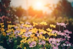 Taboos for Marriage Compatibility of Dog Born in 1994, When Will the Right Partner Appear for a Male Dog Born in 1994