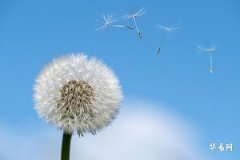 The Meaning and Implication of Choosing License Plate Number 1312