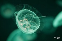 How to Calculate Birthday for Those Born in the Leap Second Month of 2004, and 40 Years with a Leap Second Month