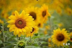 Which Zodiac Signs Are Suitable for Wearing Pixiu? People Born in the Year of the Monkey, Snake, and Pig Are in Luck!