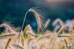 Is the Year of One's Birth Sign Really a Trial? How Long Will Bad Luck Last During the Zodiac Year