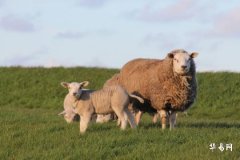 Does the Ox Day clashing with Sheep mean those born in the Year of the Sheep cannot move houses, and how to handle the impact of the Sheep clash with East?