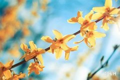 Can people born in the Year of the Pig move house on a day when the Pig clashes with the Snake and the west has negative energy? What are the dos and don'ts of moving house?