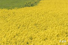 How old is the pig born in 2007 this year, is 2007 a golden pig or an earth pig