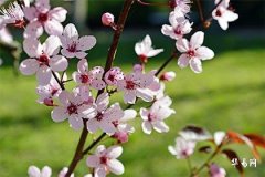 Which Lunar Month Brings Women a Peach Blossom Fate? What's Your Destiny Like?