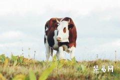 Fortune of Ox People Born in 1985 After Age 39 – Next Five Years'运势 for Those Born in 1985 Under the Sign of the Ox