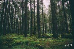 What Does It Mean to Be a Pig with Pingdi Wood Element? What Is the Relationship Between Wood and Metal Elements?