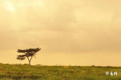 Which Floor Should You Buy If Your Destiny Lacks Metal? Master Xie Yong Teaches You How to Properly Supplement Metal