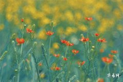 Is it good to be born in the first half of the year for those born in the Year of the Monkey? _ The most inauspicious birth dates for those born in the Year of the Monkey