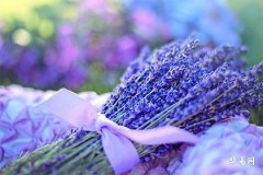 Which is Better for Academic Success: Amethyst or Clear Quartz? Taboos for Women Wearing Clear Quartz