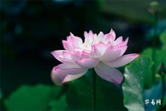 Which Year Were People Born Who Are the Dog, Marriage Fortune of Those Born in 1994