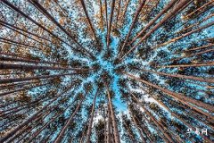 What to Look for in a Xiao Xian Chart: Is the Zi Wei Dou Shu Xiao Xian Based on One's Birthday?