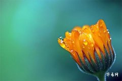 Best Birth Times for People Born in the Year of the Pig 2007, Three Most Challenging Birth Hours for Those Born in the Year of the Pig