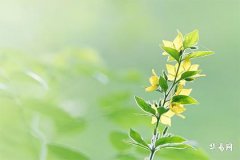 What is the fate of a person born in the Year of the Ox during the Pig hour? What destiny does an Ox born in the Pig hour hold?