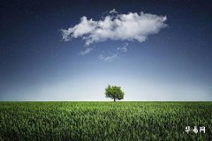 What Tree Is Best to Plant in Front of a Door Facing East? The Best Choices Vary by Direction!