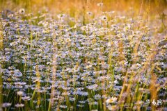 Will a 7-Year Age Gap Between a Female Monkey and Male Rabbit Lead to a Smooth Marriage? Who is the Best Husband for a Woman Born in the Year of the Monkey