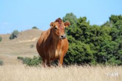 Ox people should not wear overly bright colors; what color clothing is most suitable?