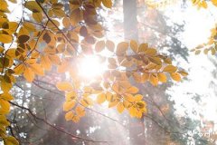 Is a person born in January 1974 the Year of the Ox or the Tiger? Is someone born before the Start of Spring in 1974 the Ox or the Tiger?