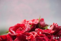 Rabbit People Born in 1975 Face Romantic Troubles; Are There Any Bad Romances for Rabbits Born in '75 This Year?