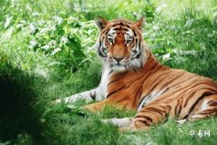 How to Improve Bad Luck for People Born in the Year of the Tiger Recently? How is the Fortune for Those Born in the Year of the Tiger This Year?