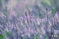 What Does It Mean to Have a Calamity in Your Birth Year? Is the Calamity of the Birth Year Good or Bad