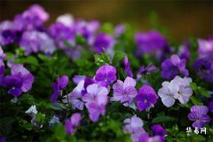 Is the Pig Born in 2007 of Earth Destiny or Fire Destiny, and Which Cities Should People Born in the Year of the Pig Avoid?