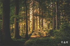 What Does It Mean When Magpies Sing at 5 a.m.? Interpretations of Magpie Calls at Different Times